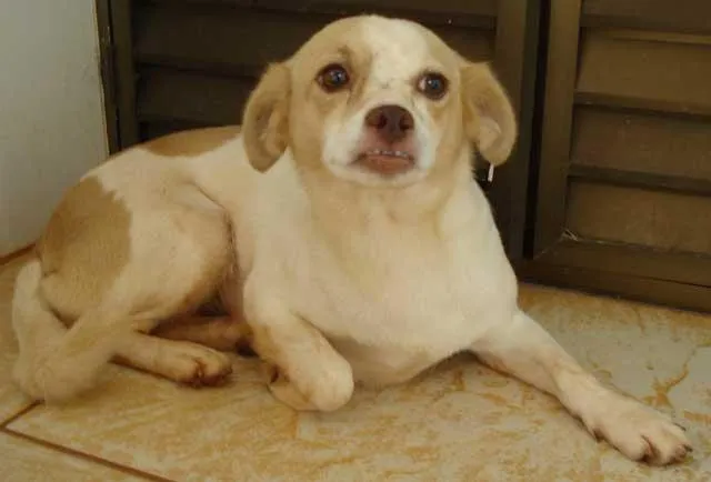 Cachorro ra a SRD idade nome Procuro minha casa