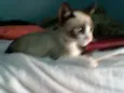 Zorro e Preta