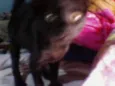 Zorro e Preta