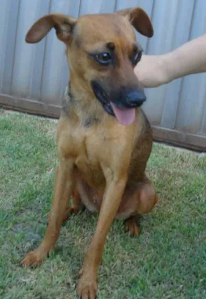 Cachorro raça SRD idade  nome PEQUENA