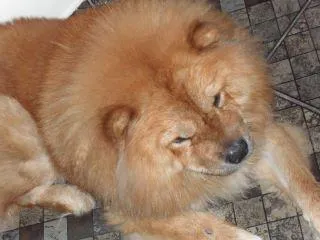 Cachorro ra a Chow Chow idade 1 ano nome não sei