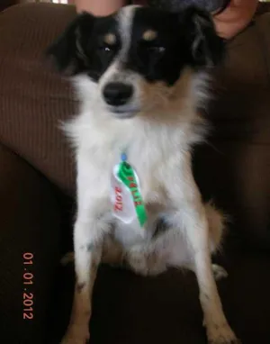 Cachorro raça SRD idade  nome Lindinho