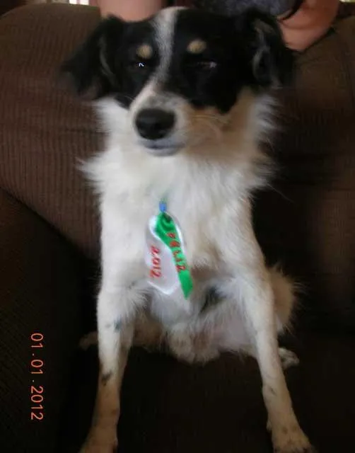Cachorro ra a SRD idade nome Lindinho