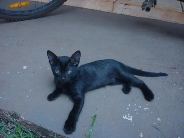 Gato ra a  idade 2 a 6 meses nome Pretinha