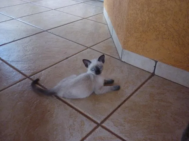 Gato ra a Siamês idade 2 a 6 meses nome Branquinha 