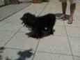 Docinho