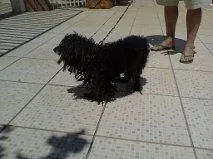 Cachorro ra a poodle idade 2 anos nome Docinho