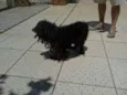 Docinho