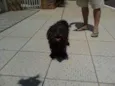Docinho