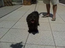 Cachorro ra a poodle idade 2 anos nome Docinho