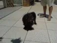 Docinho
