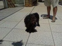 Cachorro ra a poodle idade 2 anos nome Docinho