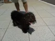 Docinho