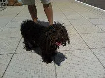 Cachorro ra a poodle idade 2 anos nome Docinho