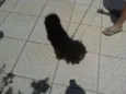 Docinho