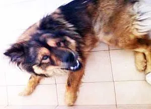 Cachorro ra a Chow Chow vira-lata idade 1 ano nome Panda GRATIFICA