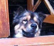 Cachorro ra a Chow Chow vira-lata idade 1 ano nome Panda GRATIFICA