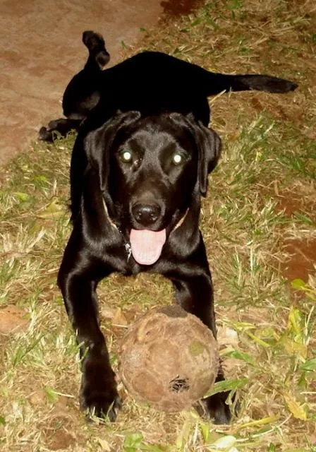 Cachorro ra a labrador idade 2 anos nome Laila