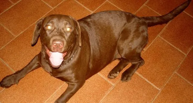Cachorro ra a labrador idade 2 anos nome Shiva