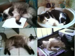 Gato raça Indefinida idade 2 anos nome Flor e Espeto