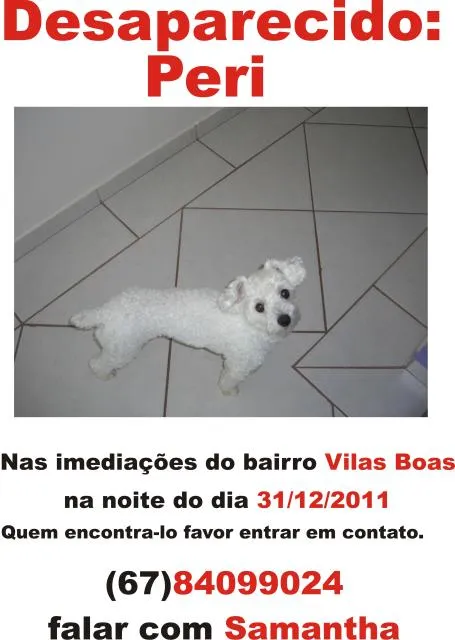 Cachorro ra a POODLE idade 2 anos nome PERI GRATIFICA