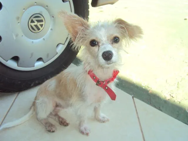 Cachorro ra a  idade 2 anos nome Branca