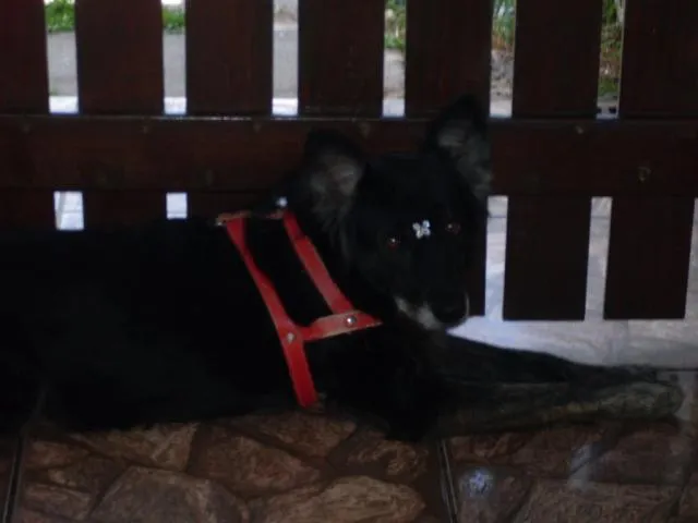 Cachorro ra a SRD idade 2 anos nome Nina