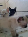 Gatos