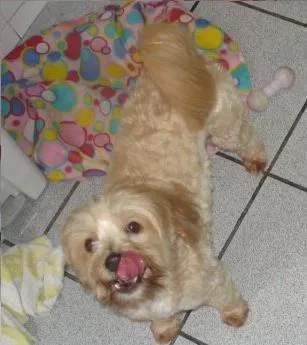 Cachorro ra a mestica poodle idade 6 ou mais anos nome PITUCA GRATIFICA