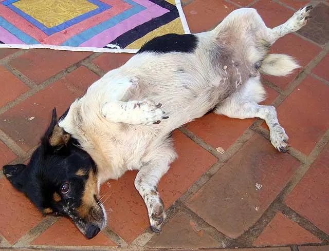Cachorro ra a SRD idade  nome Encontrada