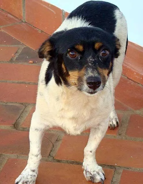 Cachorro ra a SRD idade  nome Encontrada