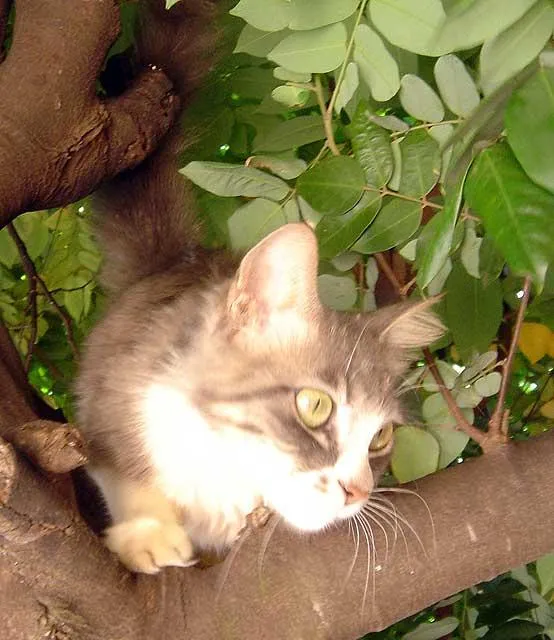 Gato ra a SRD idade  nome Linda