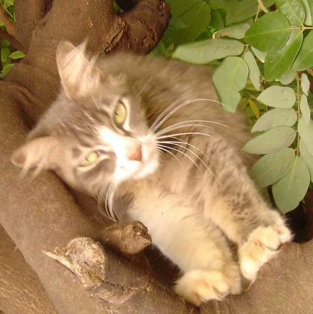 Gato ra a SRD idade  nome Linda