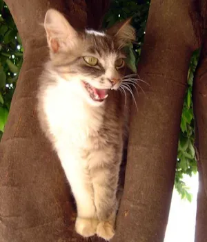 Gato raça SRD idade  nome Linda