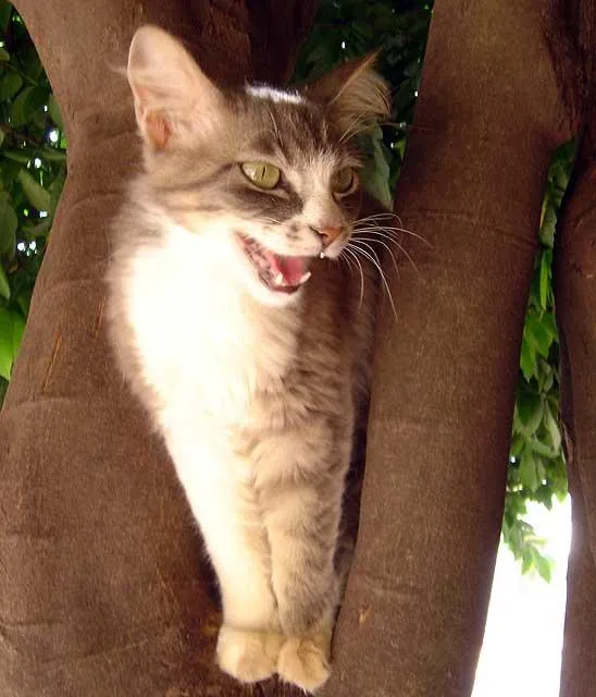 Gato ra a SRD idade  nome Linda