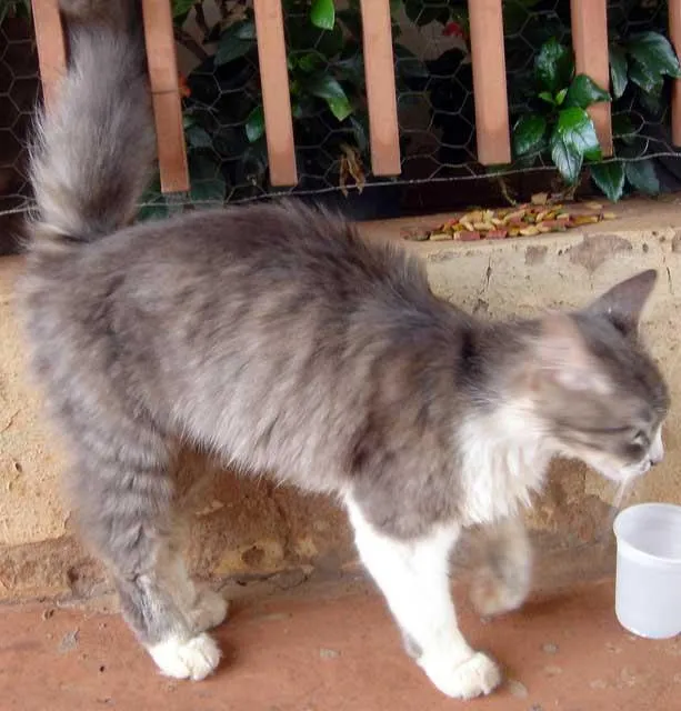 Gato ra a SRD idade  nome Linda