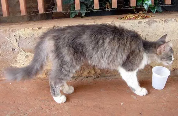 Gato ra a SRD idade  nome Linda