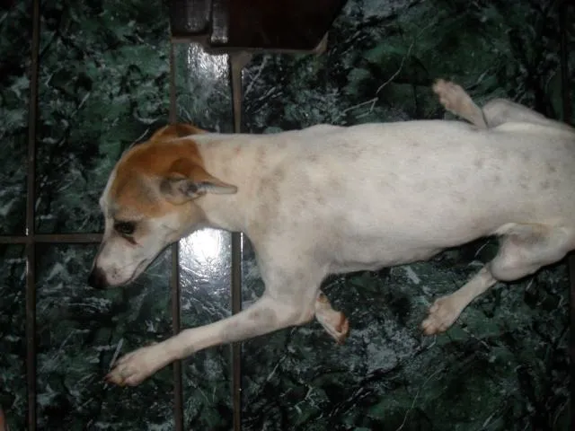 Cachorro ra a Fox Paulistinha idade 4 anos nome Mel GRATIFICA