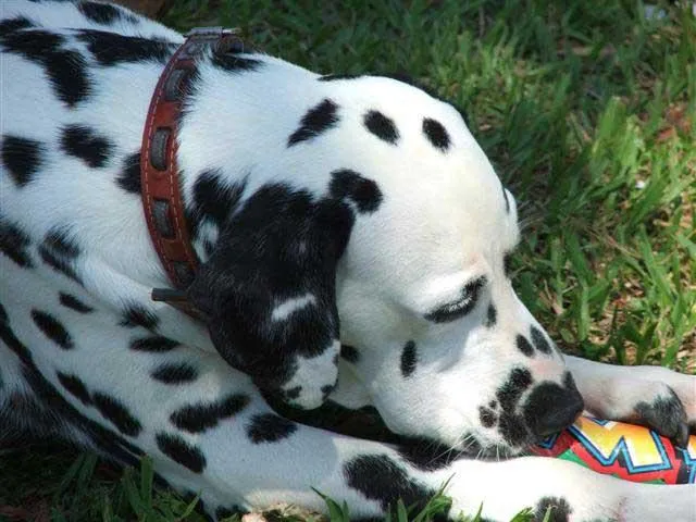 Cachorro ra a Dálmata idade  nome LINDO