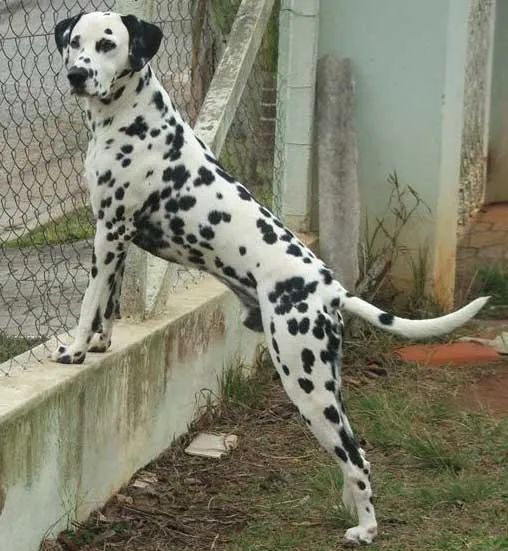 Cachorro ra a Dálmata idade  nome LINDO