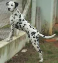 LINDO