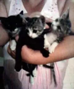Gato ra a SRD idade  nome Filhotinhos