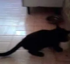 Gato ra a SRD idade  nome Filhotinhos