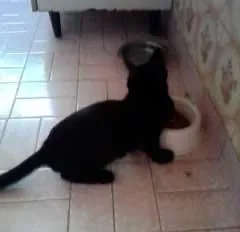 Gato ra a SRD idade  nome Filhotinhos