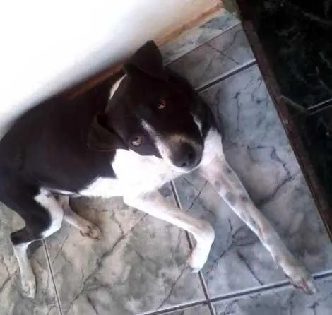 Cachorro ra a vira-lata idade 2 anos nome Bethoven