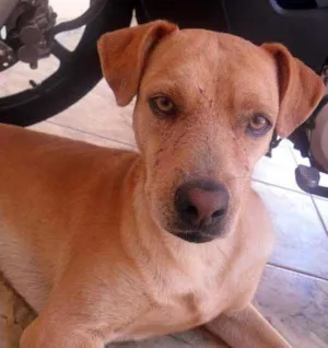 Cachorro raça Labrador idade 1 ano nome Billy
