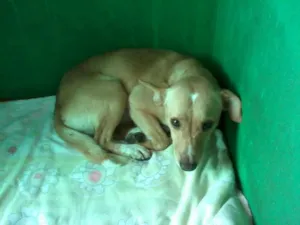 Cachorro raça SRD idade 2 anos nome Catatau