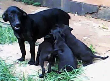 Cachorro ra a SRD idade  nome Panda e Lowa