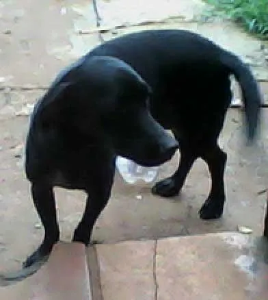 Cachorro ra a SRD idade  nome Panda e Lowa