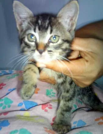 Gato ra a SRD idade  nome CALEBE